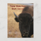 Custer State Park, South Dakota Briefkaart (Voorkant)