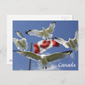 Custom Canada Flag seagulls Post card Briefkaart (Voorkant / Achterkant)