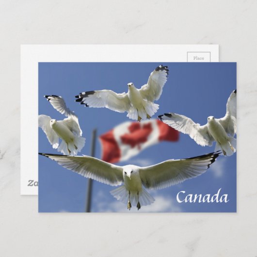 Custom Canada Flag seagulls Post card Briefkaart (Voorkant / Achterkant)