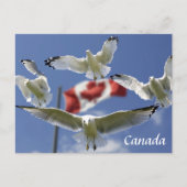 Custom Canada Flag seagulls Post card Briefkaart (Voorkant)