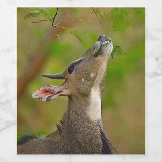 Custom deer wijn etiket (Enkel label)