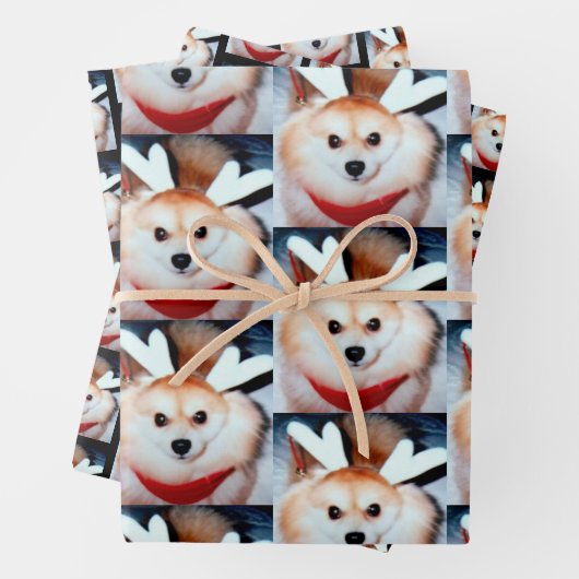 Custom Dog Photo Pomeranian Inpakpapier Vel (In situ)