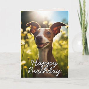 Custom Italiaans Greyhound Happy Birthday Kaart
