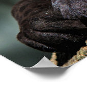 Custom Panther Poster 24" x 16" (Hoek)