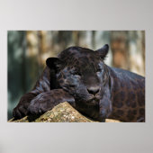 Custom Panther Poster 24" x 16" (Voorkant)