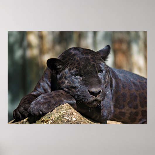 Custom Panther Poster 24" x 16" (Voorkant)