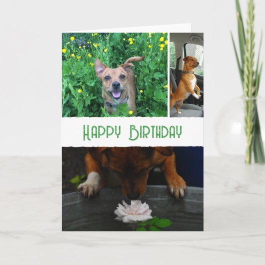Custom pet (dog) photo and message kaart (Voorkant)