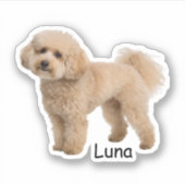 Custom photo Poodle puppy Sticker (Voorkant)