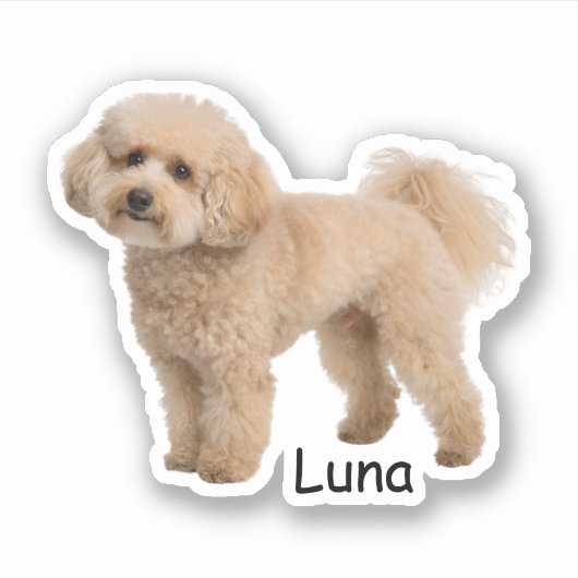 Custom photo Poodle puppy Sticker (Voorkant)