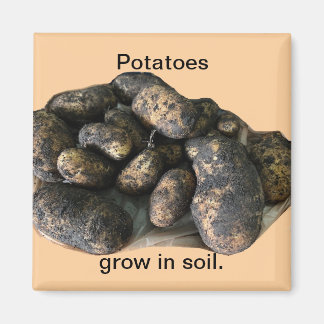 Custom Potato Magnets, harvested Magneet