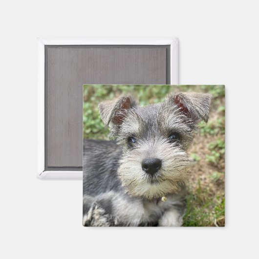 Custom Schnauzer Photo Magnet (Voorkant / Achterkant)
