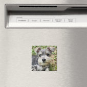 Custom Schnauzer Photo Magnet (Insitu (Vaatwasser))