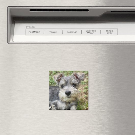 Custom Schnauzer Photo Magnet (Insitu (Vaatwasser))