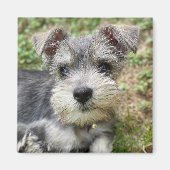 Custom Schnauzer Photo Magnet (Voorkant)