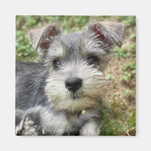 Custom Schnauzer Photo Magnet (Voorkant)