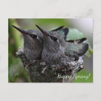 Customizable Cute Baby Hummingbirds Photo | Briefkaart
