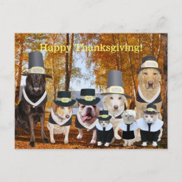 Customizable Funny Pilgrim Dogs Thanksgiving Post Feestdagenkaart