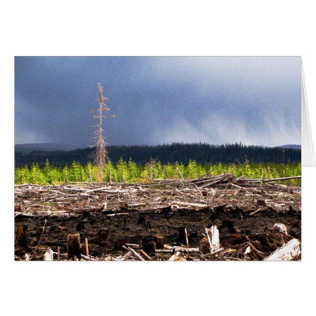 Cutblock storm (Voorkant Horizontaal)