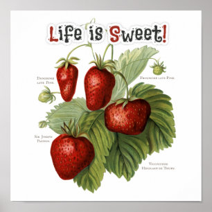 Cute aardbeirassen Life is Sweet Poster