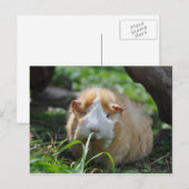 Cute, Abyssinians, Cream en White Guinea Pig Briefkaart (Voorkant / Achterkant)