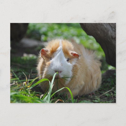 Cute, Abyssinians, Cream en White Guinea Pig Briefkaart (Voorkant)