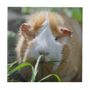Cute, Abyssinians, Cream en White, Guinee Pig Tegeltje