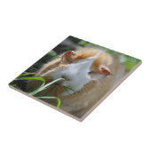 Cute, Abyssinians, Cream en White, Guinee Pig Tegeltje (Zijkant)