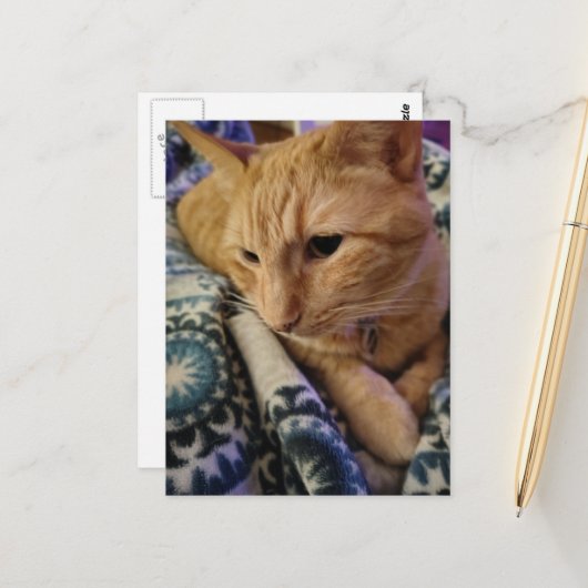 Cute Adorable Sleepy Ginger Kitty Briefkaart (Voorkant / Achterkant in situ)
