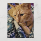 Cute Adorable Sleepy Ginger Kitty Briefkaart (Voorkant)