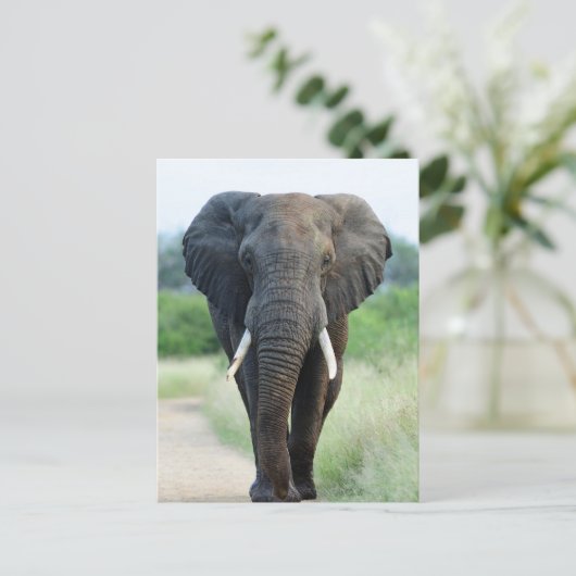 cute African Elephant Briefkaart (Staand voorkant)