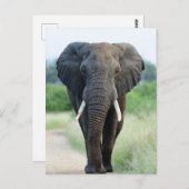 cute African Elephant Briefkaart (Voorkant / Achterkant)