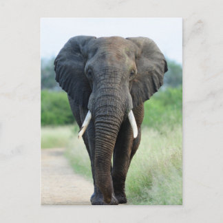 cute African Elephant Briefkaart