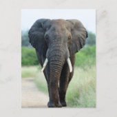 cute African Elephant Briefkaart (Voorkant)