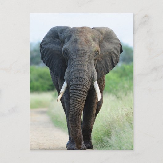 cute African Elephant Briefkaart (Voorkant)