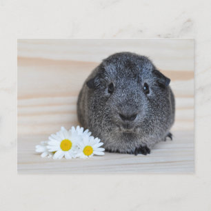 Cute Agouti Guinee met Daisies Briefkaart