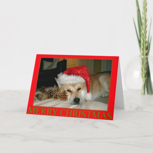 Cute akita in santa hat and cones for Kerstmas Feestdagen Kaart (Voorkant)