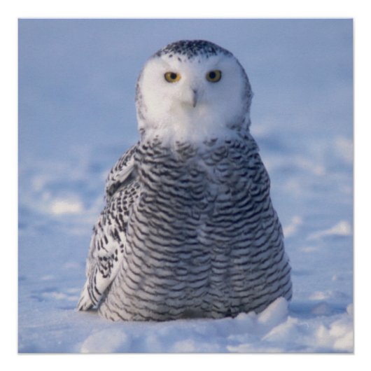 Cute Alaska Winter Snowy Owl Foto ontworpen Poster (Voorkant)