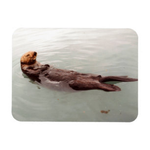 Cute Alaska Zee Otter Foto Ontworpen koelkast Magneet