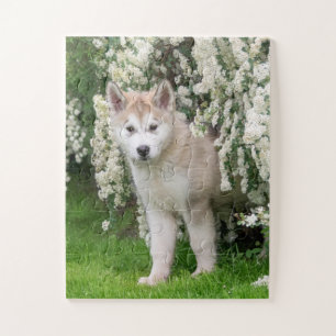 Cute Alaskan Malamute Dog Puppy in Flowers Photo Legpuzzel