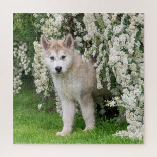 Cute Alaskan Malamute Dog Puppy in Flowers Photo Legpuzzel