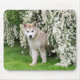 Cute Alaskan Malamute Dog Puppy in Flowers Photo - Muismat