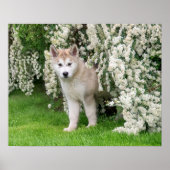 Cute Alaskan Malamute Dog Puppy in Flowers Photo - Poster (Voorkant)