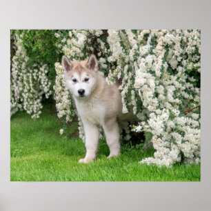 Cute Alaskan Malamute Dog Puppy in Flowers Photo - Poster