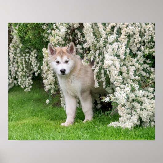 Cute Alaskan Malamute Dog Puppy in Flowers Photo - Poster (Voorkant)