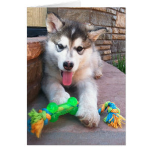 Cute Alaskan Malamute Pup Photo Get Well Sjabloon