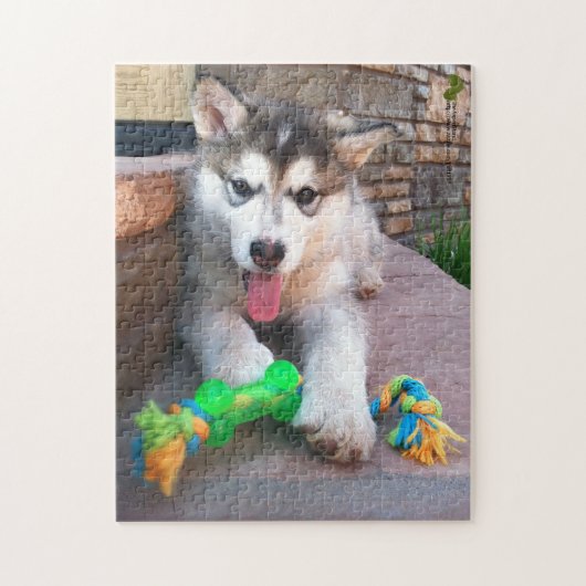 Cute Alaskan Malamute Puppy Close-up foto Legpuzzel (Verticaal)