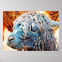 Cute Alpaca Baby in Blue