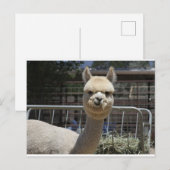 Cute Alpaca Briefkaart (Voorkant / Achterkant)