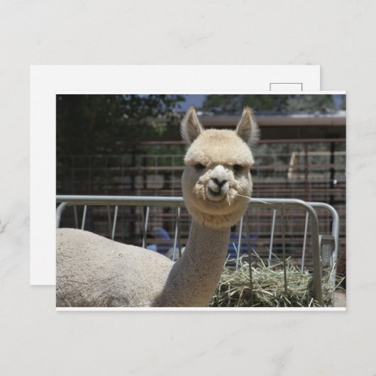 Cute Alpaca Briefkaart (Voorkant / Achterkant)