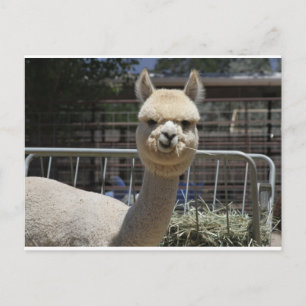 Cute Alpaca Briefkaart
